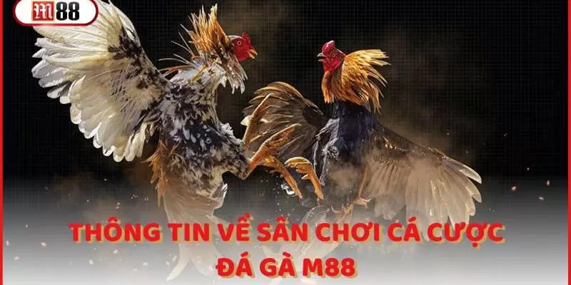 Lưu ý quan trọng trước khi làm chuồng gà khốc liệt 